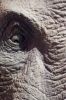 elephant detail2.jpg